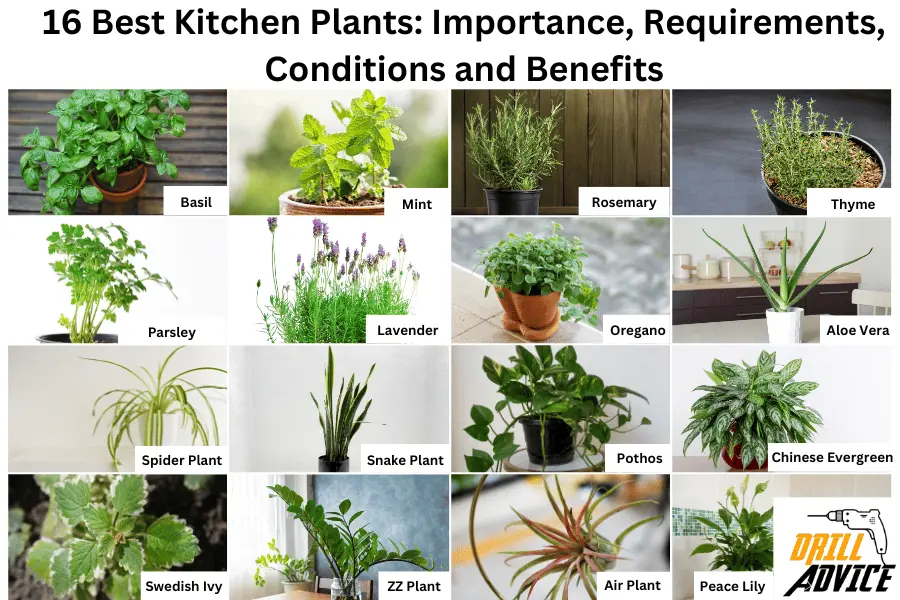 kitchen-plants-types