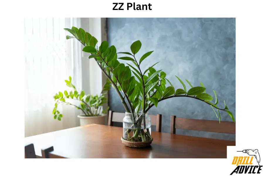 ZZ plant