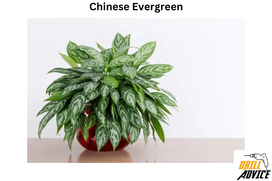 chinese evergreen