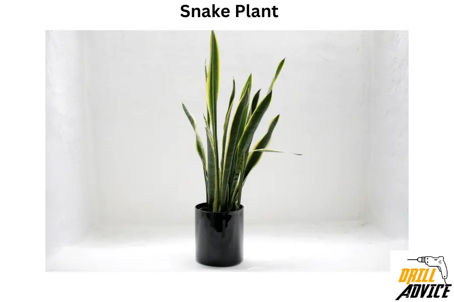 snake plant