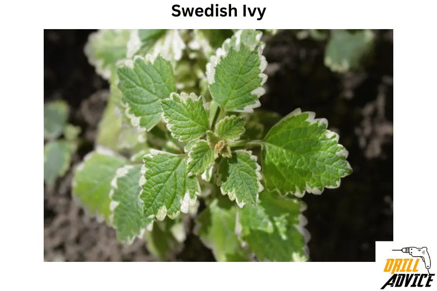 swedish Ivy
