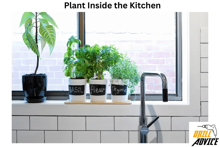 Plant Inside the Kitchen